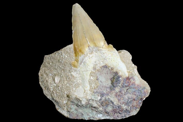 Eocene Otodus Shark Tooth Fossil in Rock - Huge Tooth! #171291